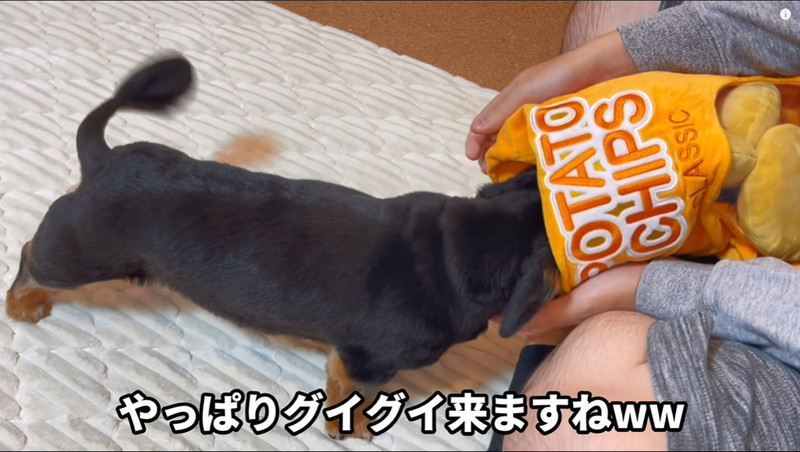 ノーズワーク】って知ってる？流行りの「知育おもちゃ」で愛犬と楽しくスキンシップ - イチオシ